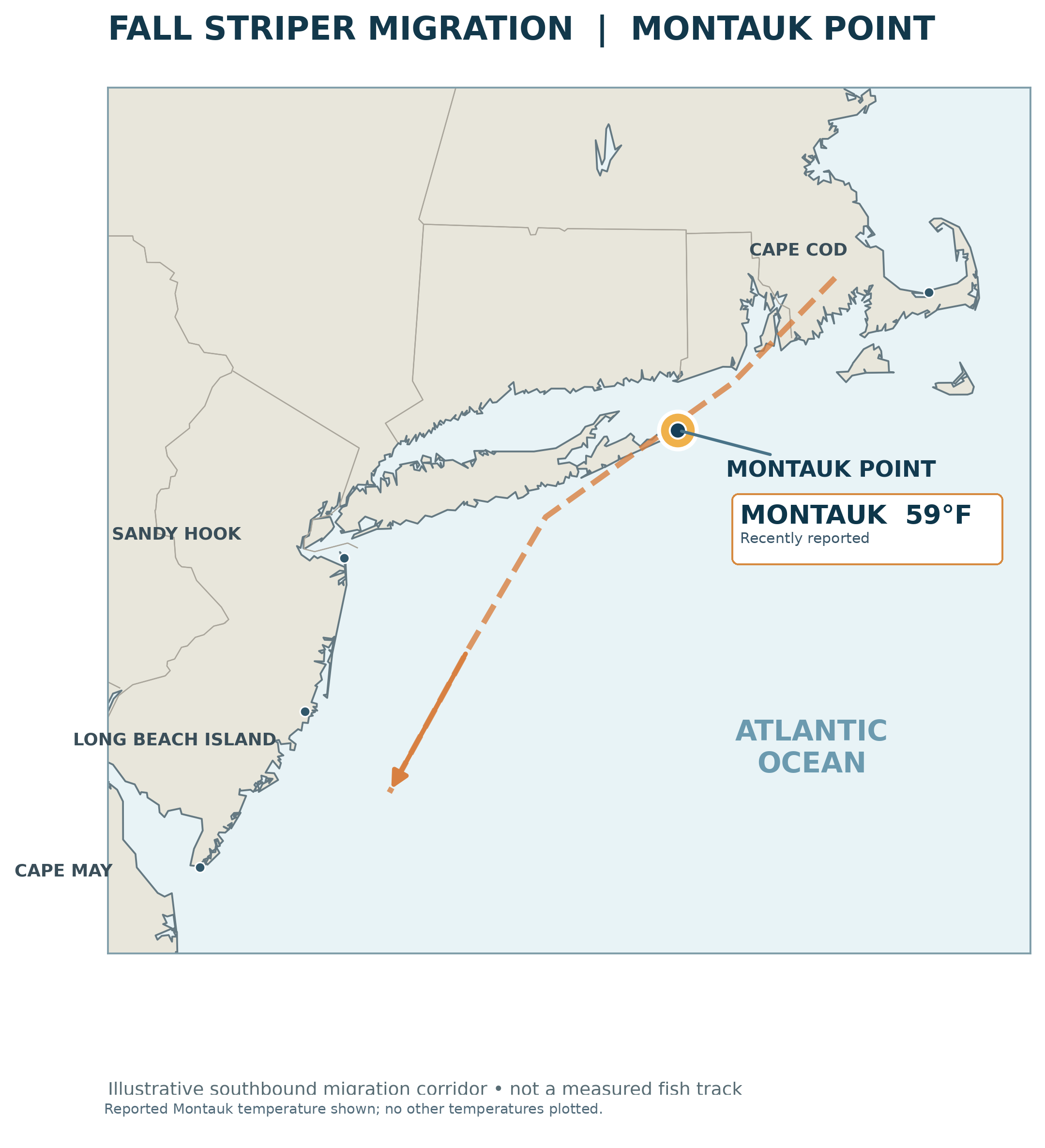 Map of the coast from Cape Cod to Cape May titled Fall Striper Migration, Montauk Point. Montauk Point is highlighted with a label reading Montauk 59°F, recently reported. A dashed arrow shows an illustrative southbound migration corridor past Montauk toward New Jersey. Sandy Hook, Long Beach Island and Cape May are marked without temperatures.